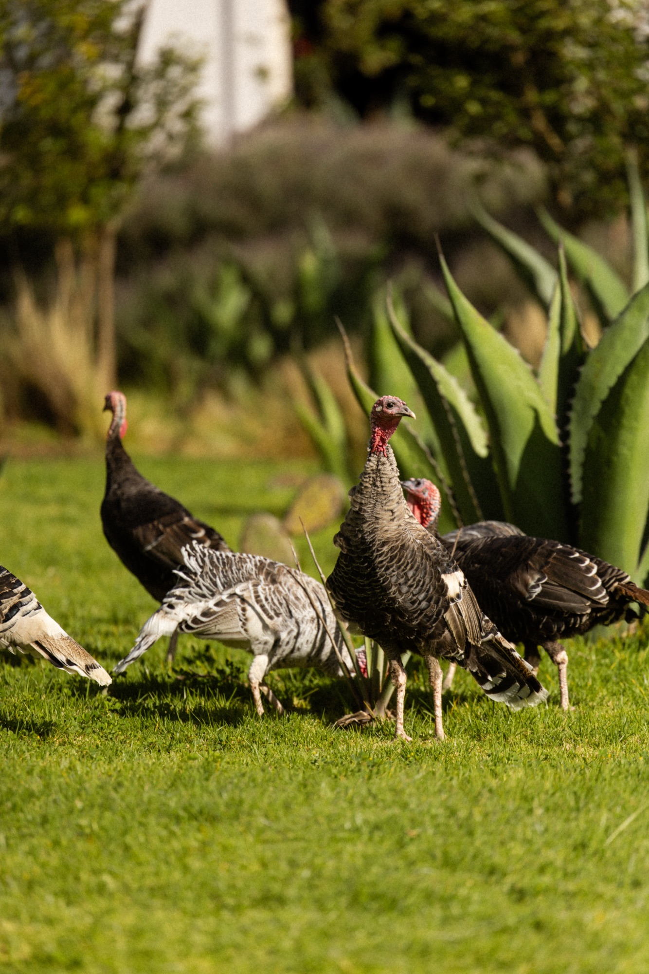 La Hacienda Zotoluca en imágenes